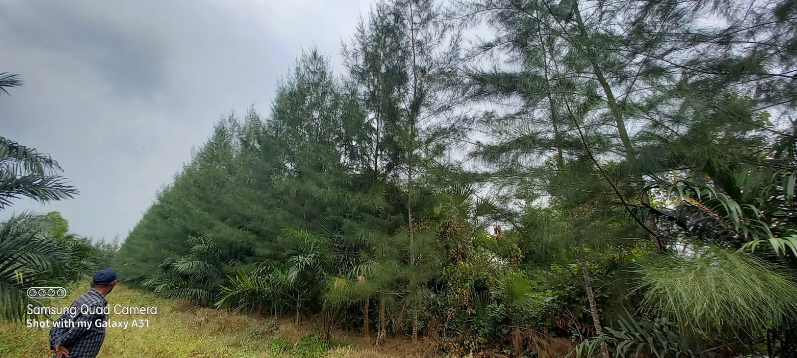 Windbreak clones of IFGTB in Butaigudem in Andhra Pradesh